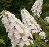 Oakleaf Hyadrangea