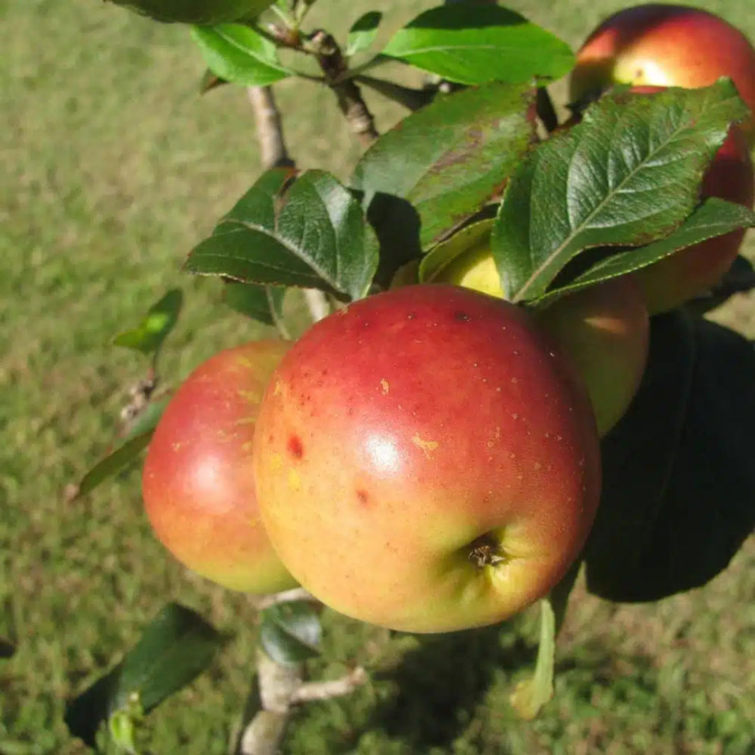 Ein Shemer Apple Tree