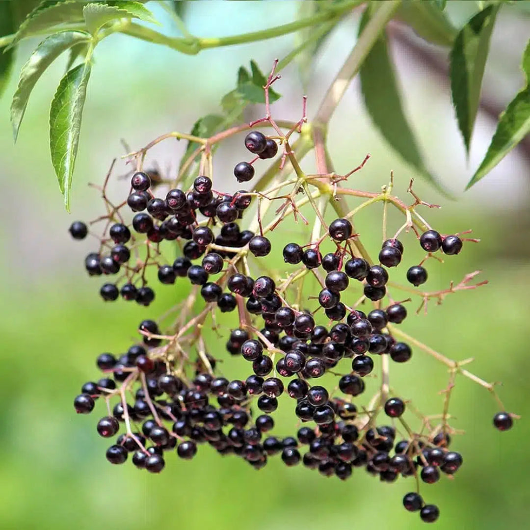 Wyldewood Ranch Elderberry