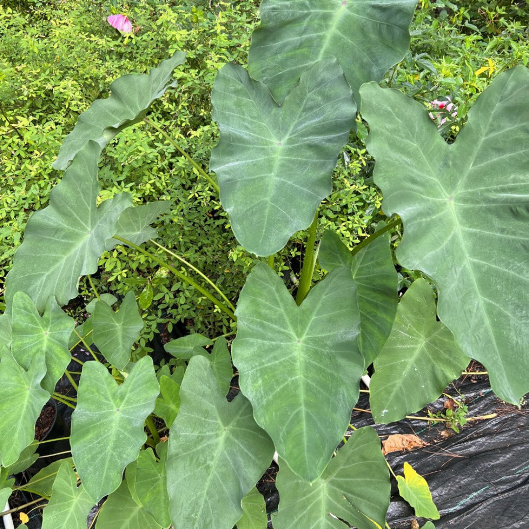 elephant ear varieties plants Buy Elephant Ear Plants & Trees Online