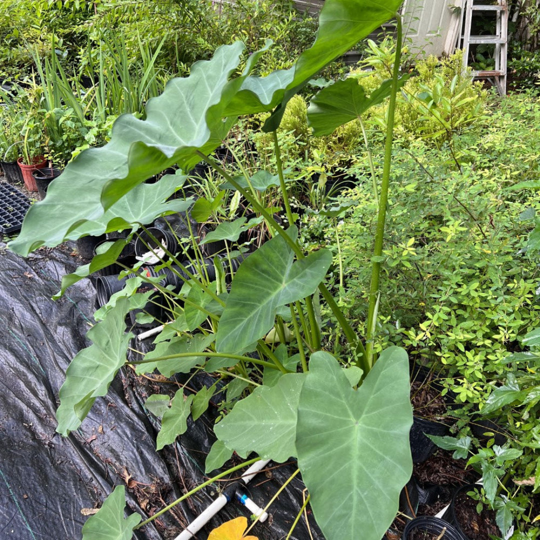 buy elephant ears plant Buy Elephant Ear Plants & Trees Online