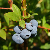 Blueberry Bush Variety Pack Combo for High Yields