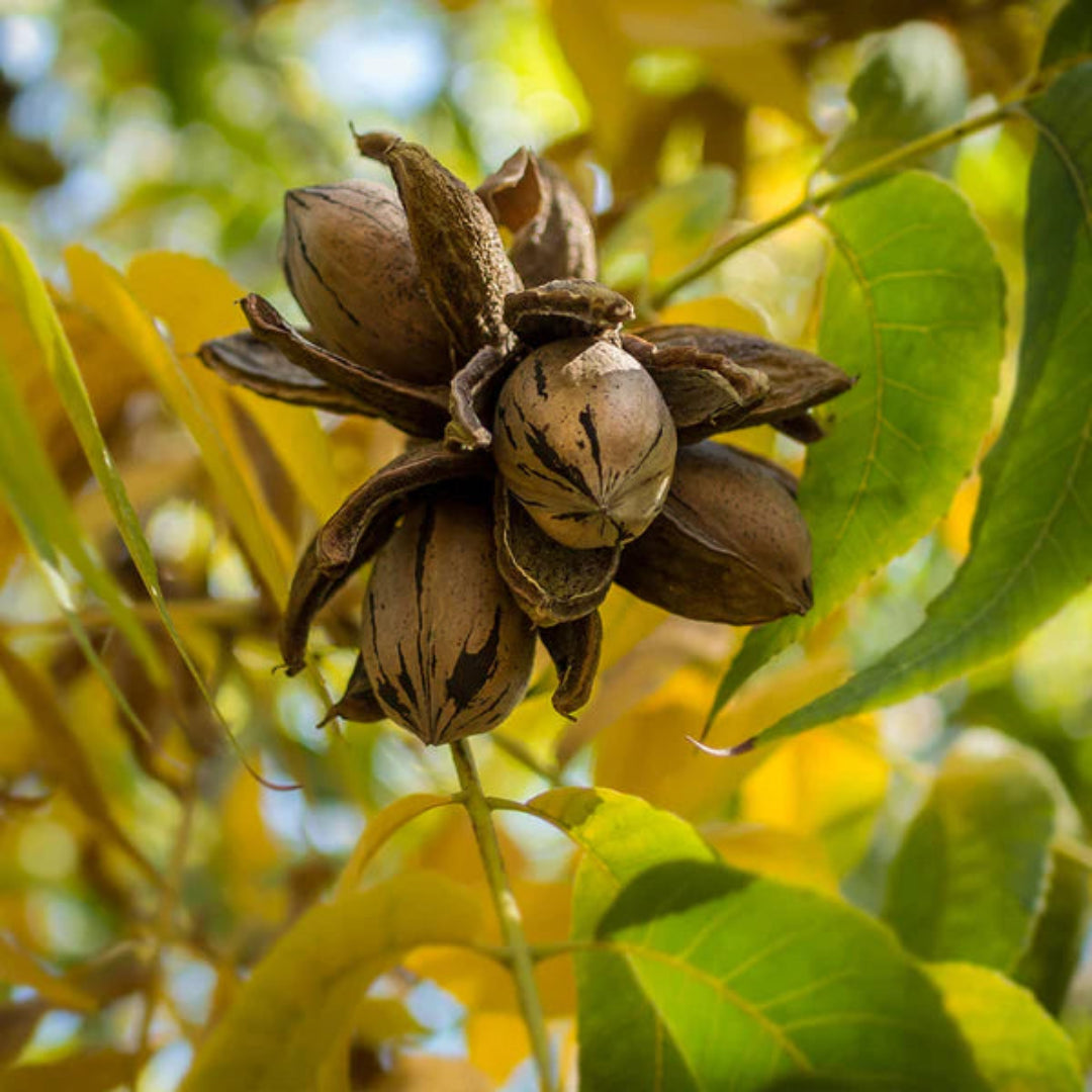 Elliot Pecan Tree a Small Nut,