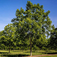 Elliot Pecan Tree a Small Nut