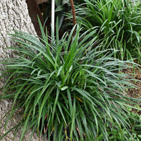 Liriope muscari Emerald Goddess flowering plant