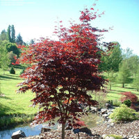 Close up of Emperor Japanese Maple red leaves