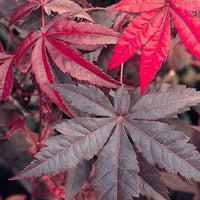 Emperor Japanese Maple tree with deep red foliage
