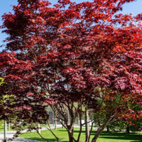 Emperor I Japanese Maple upright ornamental tree
