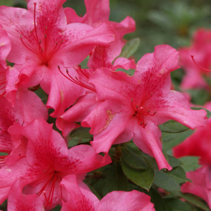 Autumn Sundance Encore Azalea