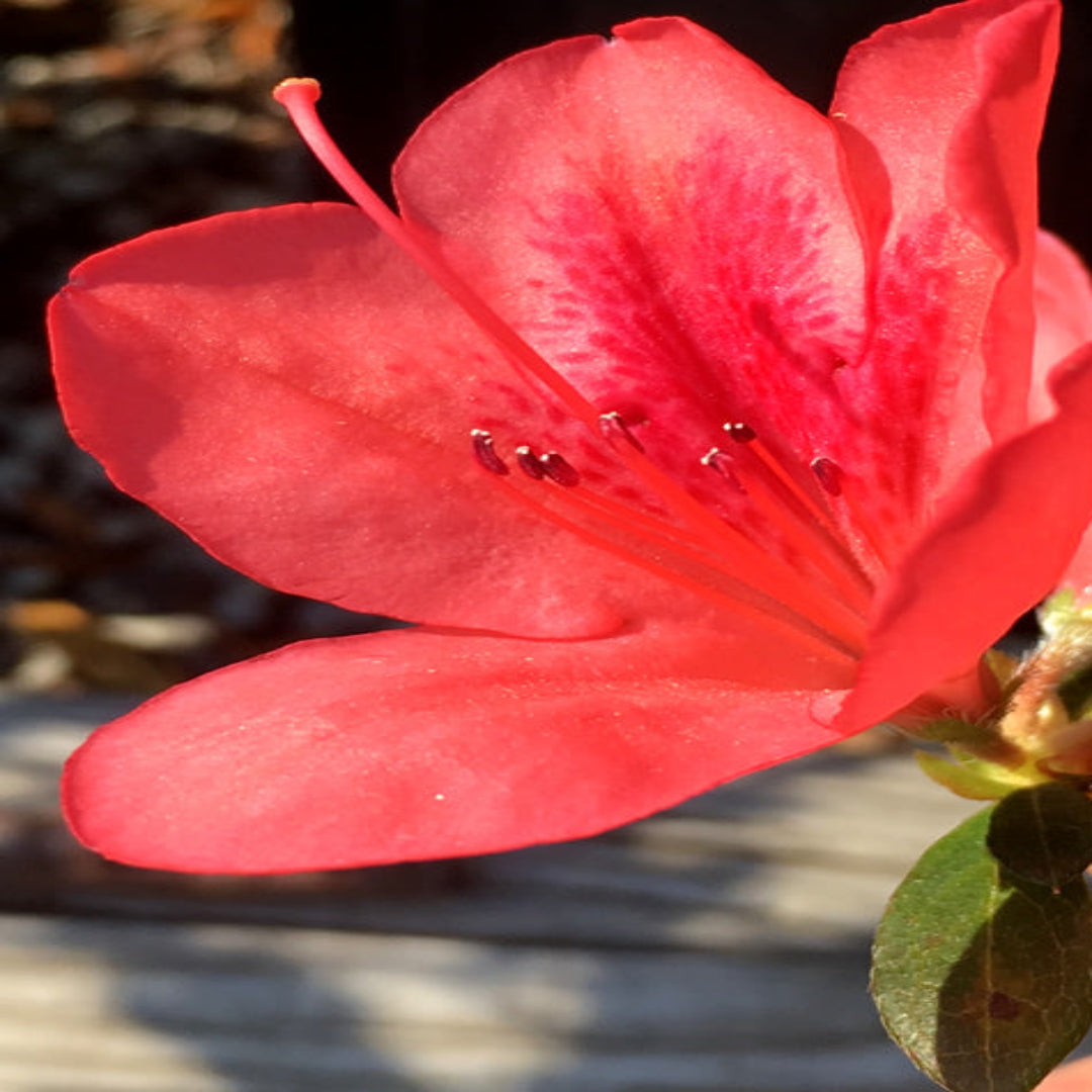 Autumn Sunset Encore Azalea