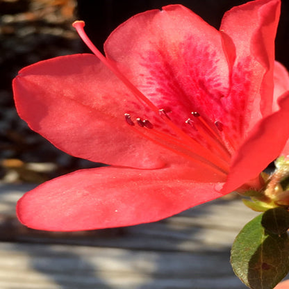 Autumn Sunset Encore Azalea