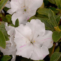 Autumn Lily Encore Azalea