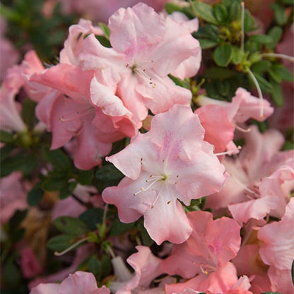 Autumn Debutante Encore Azalea