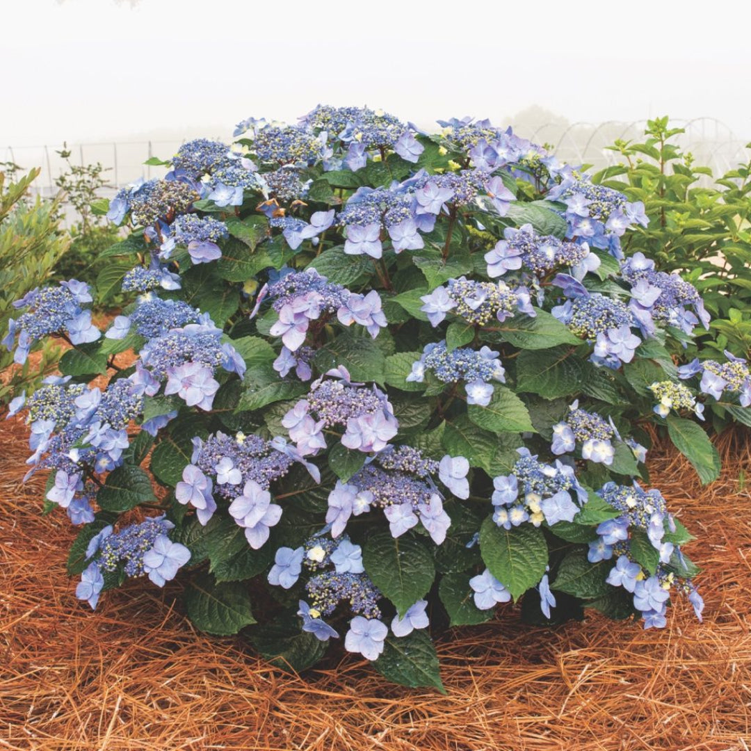 Pop Star Hydrangea