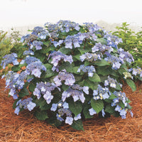 Endless Summer Pop Star Hydrangea plant with vibrant blue blossoms in full bloom