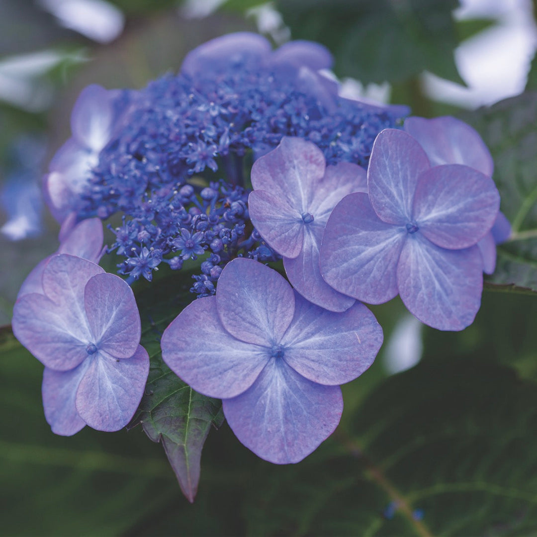 Pop Star Hydrangea