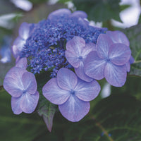 Large Pop Star Hydrangea shrub featuring clusters of blue mophead flowers