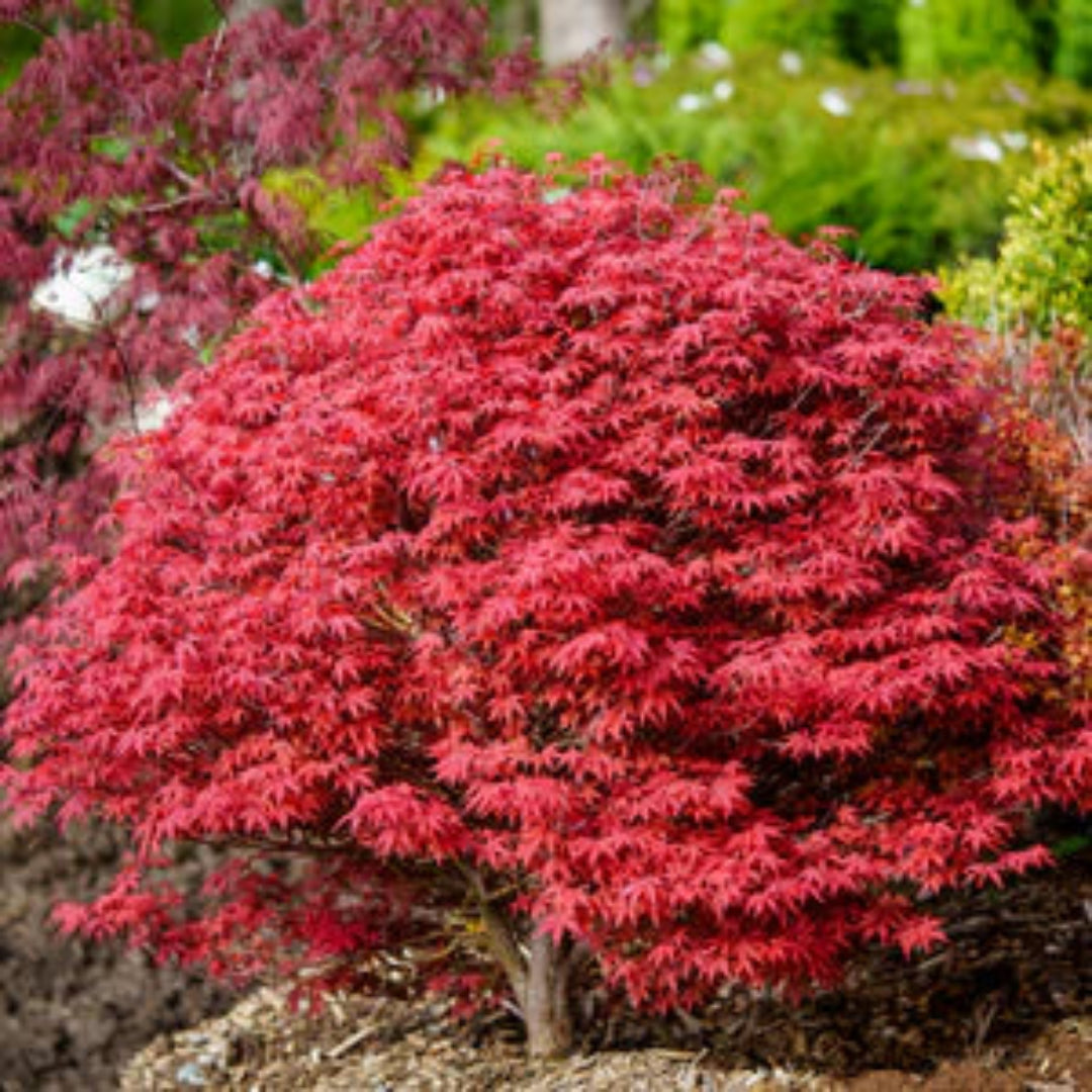 Red Pixie Japanese Maple