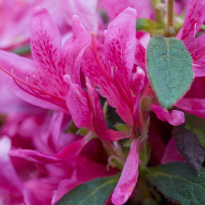 Azalea Pink Ribbons Deja Bloom