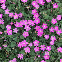 Erodium × variabile 'Bishop's Form' (Dwarf Heronsbill) - [EG]