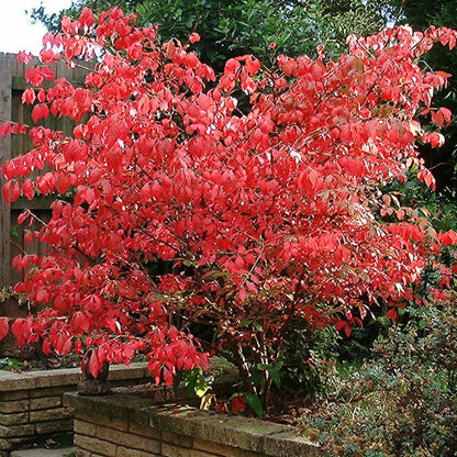 Burning Bush Euonymus alatus in full color