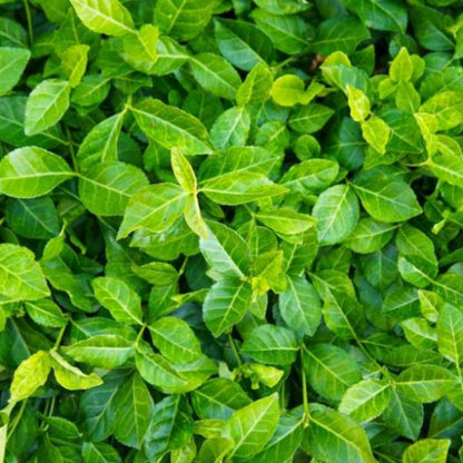 Euonymus fortunei purple wintercreeper plant