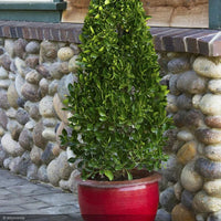 Manhattan Euonymus