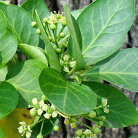 Euonymus fortunei Coloratus foliage close-up