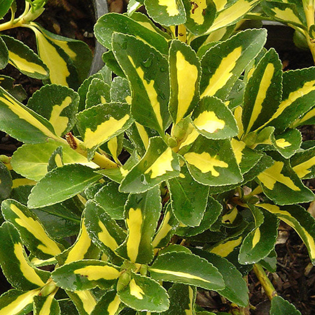 Golden Centered Leaves with Irregular Dark Green Margins