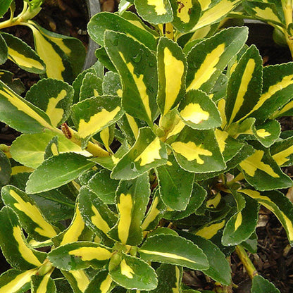 Golden Centered Leaves with Irregular Dark Green Margins