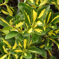 Golden Centered Leaves with Irregular Dark Green Margins