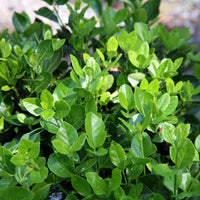 Manhattan Euonymus