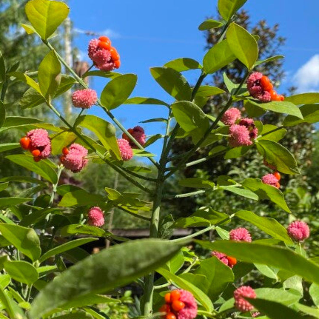 Strawberry Bush