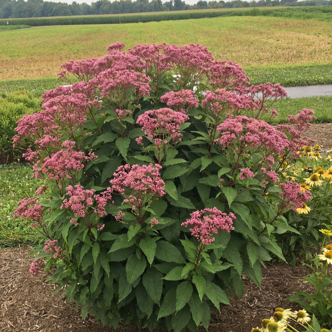 Eupatorium purpureum &