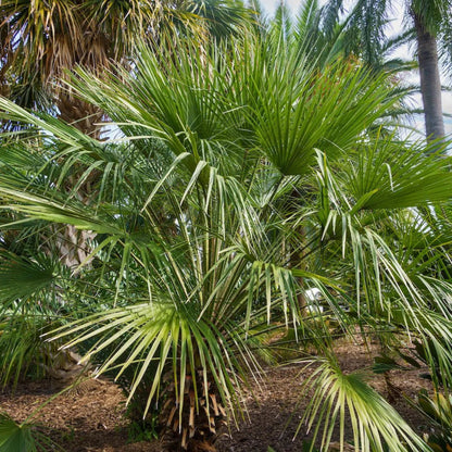 European Fan Palm