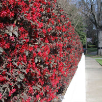 Ever Red Mini Loropetalum