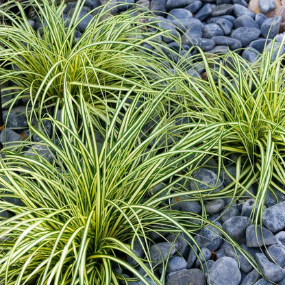 Carex Oshimensis Evergold Sedge