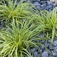 Evergold Carex sedge variegated foliage plant