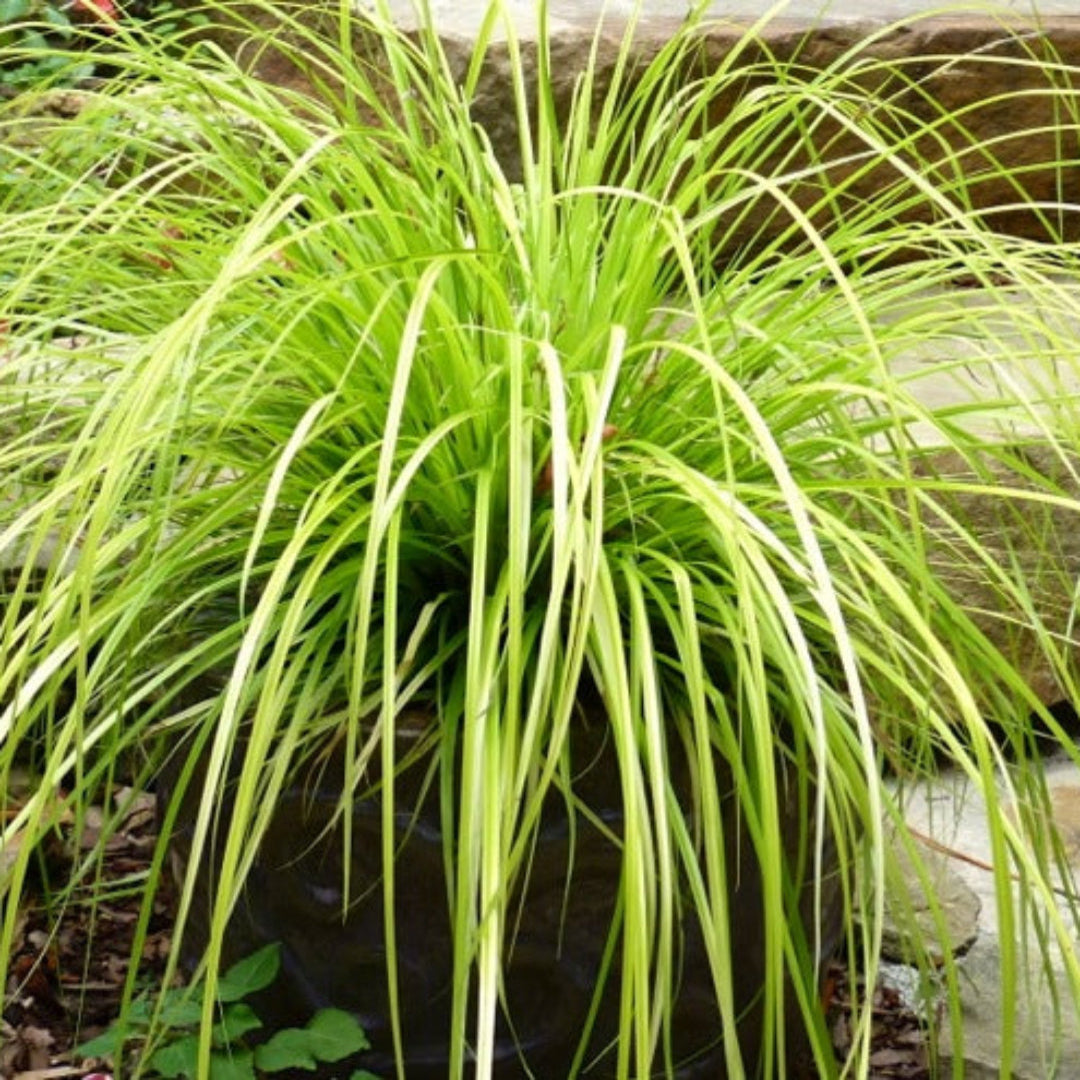 Carex oshimensis Evercolor &