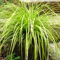 Everillo Carex bright golden leaf ornamental grass