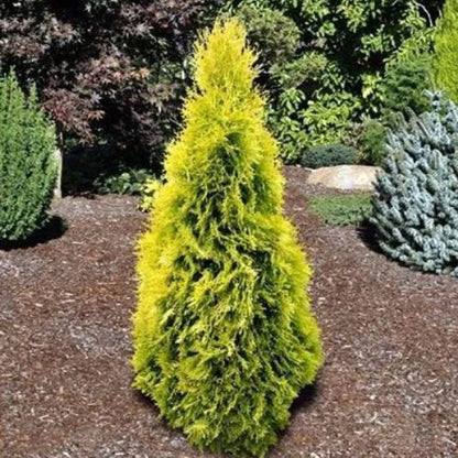 Yellow Ribbon Arborvitae