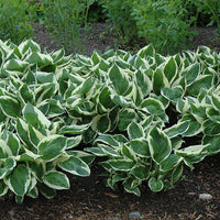 Minuteman Hosta