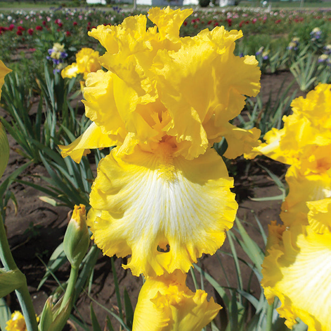 Iris germanica &