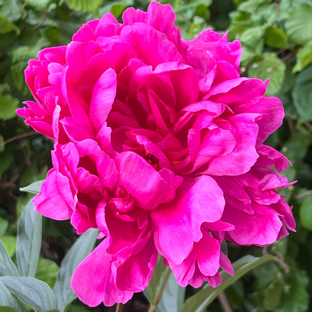 Peony Kansas