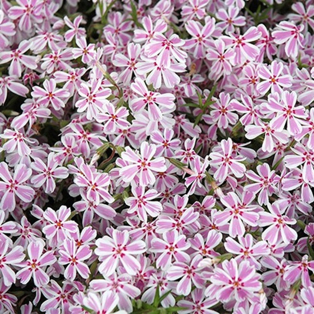 Blooming Phlox subulata Candy Stripe close-up