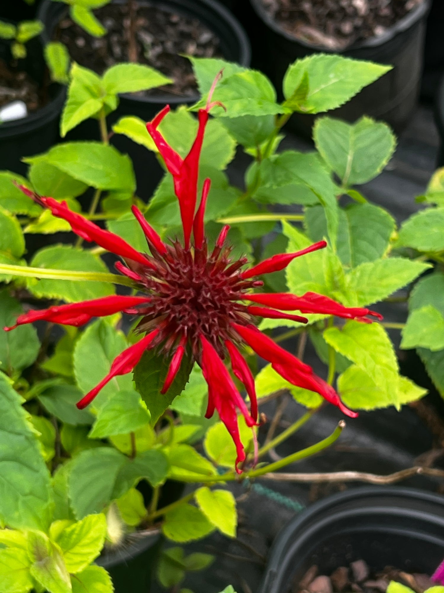Jacob Cline Bee Balm- Drop-Dead Gorgeous Red Blooms