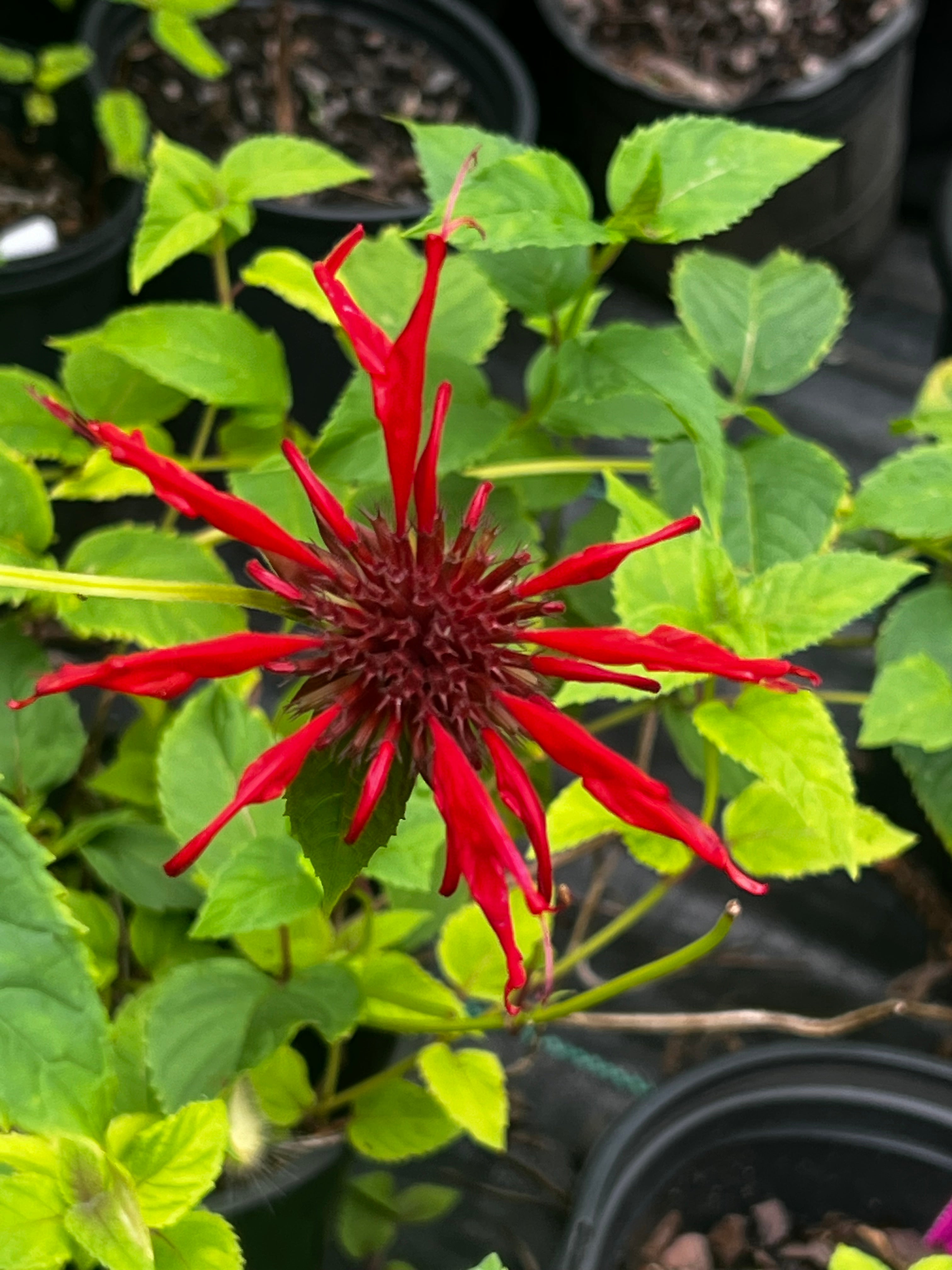 Jacob Cline Bee Balm- Drop-Dead Gorgeous Red Blooms