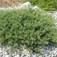 Nick's Compact Juniper