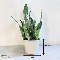 Snake Plant (Sansevieria trifasciata)