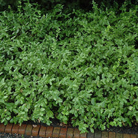 Euonymus Coloratus landscape groundcover plant